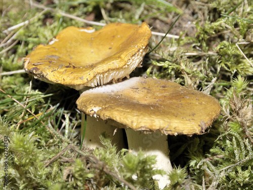 фотографія champignon russule