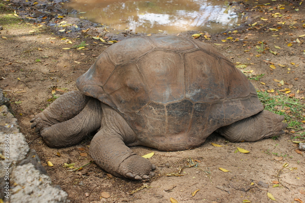 Fototapeta premium Tortue de terre de l'île Maurice