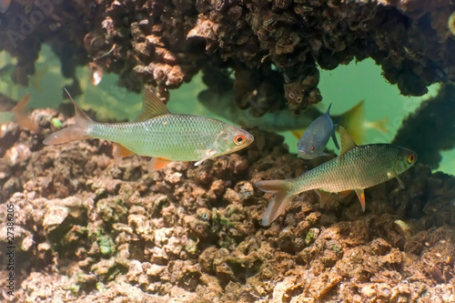 Roach in the lake