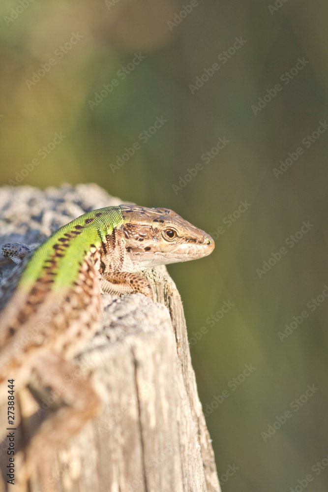 Naklejka premium lezard au soleil