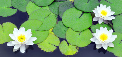 Acrylglasbilder Wasserlilien Weiße Seerosen im Sommerteich  © Trombax