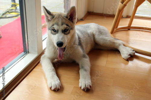 Schilderij op canvas huskywelpe