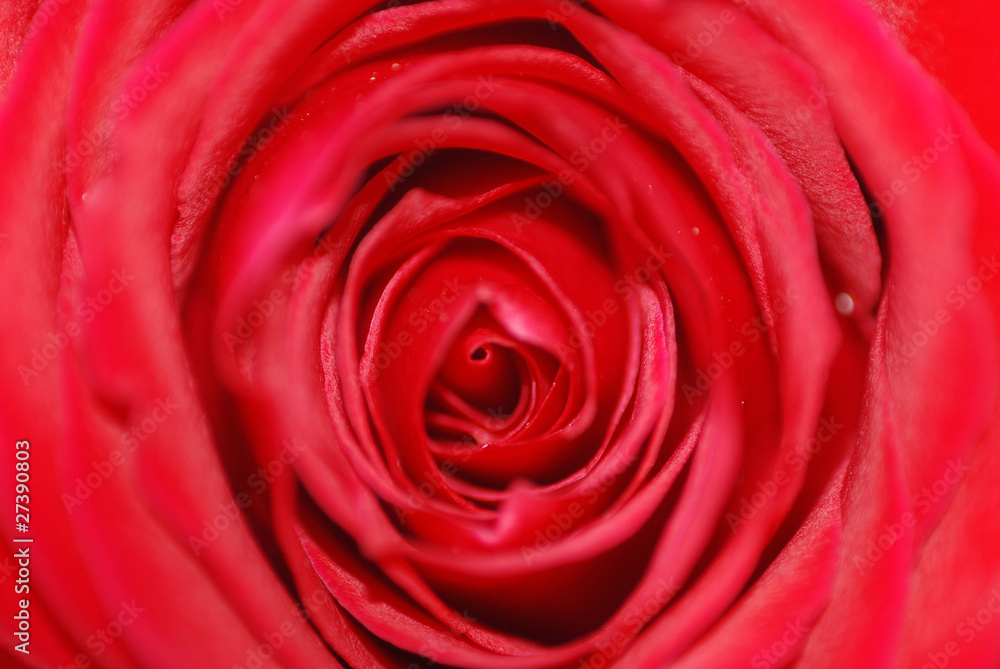 AMANTES, ENAMORADOS, REGALAR, AFECTO, BELLEZA AMANTES, ENAMORADOS, REGALAR, AFECTO, BELLEZA