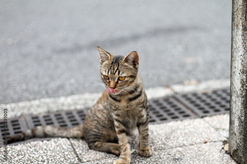 Obraz premium 舌なめずりする子猫