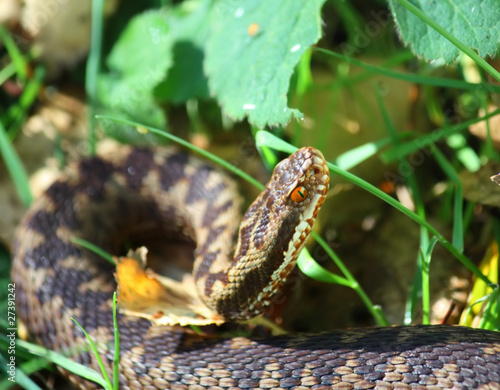 Kreuzotter / einheimische Schlange auf Wiese