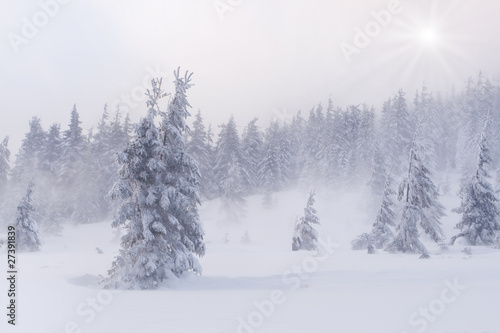 snowstorm in the Carpathian mountains photo