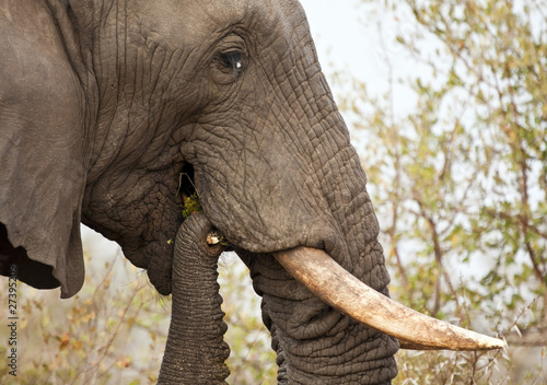 Elephand eating thorn bush and chew branch photo