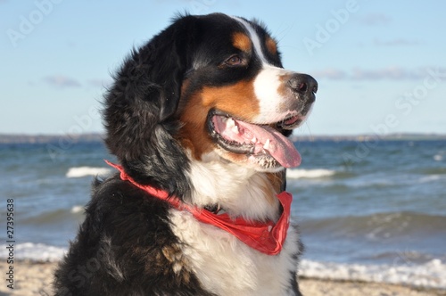 dog at the beach