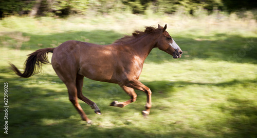 galloping horse  Equus ferus caballus