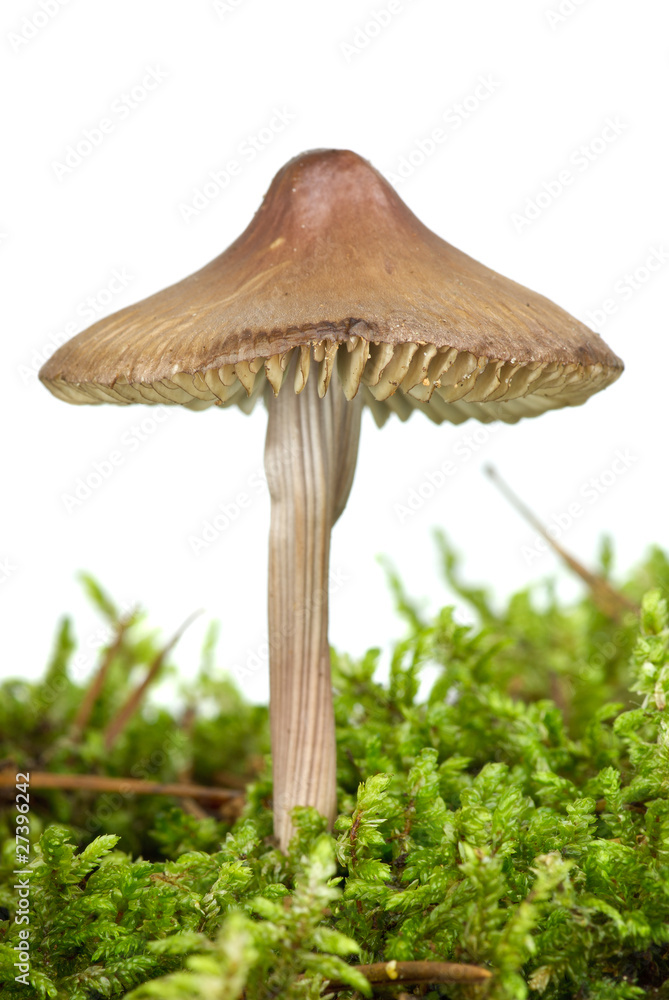 Poisonous agaric (Mycena inclinata) on the green moss