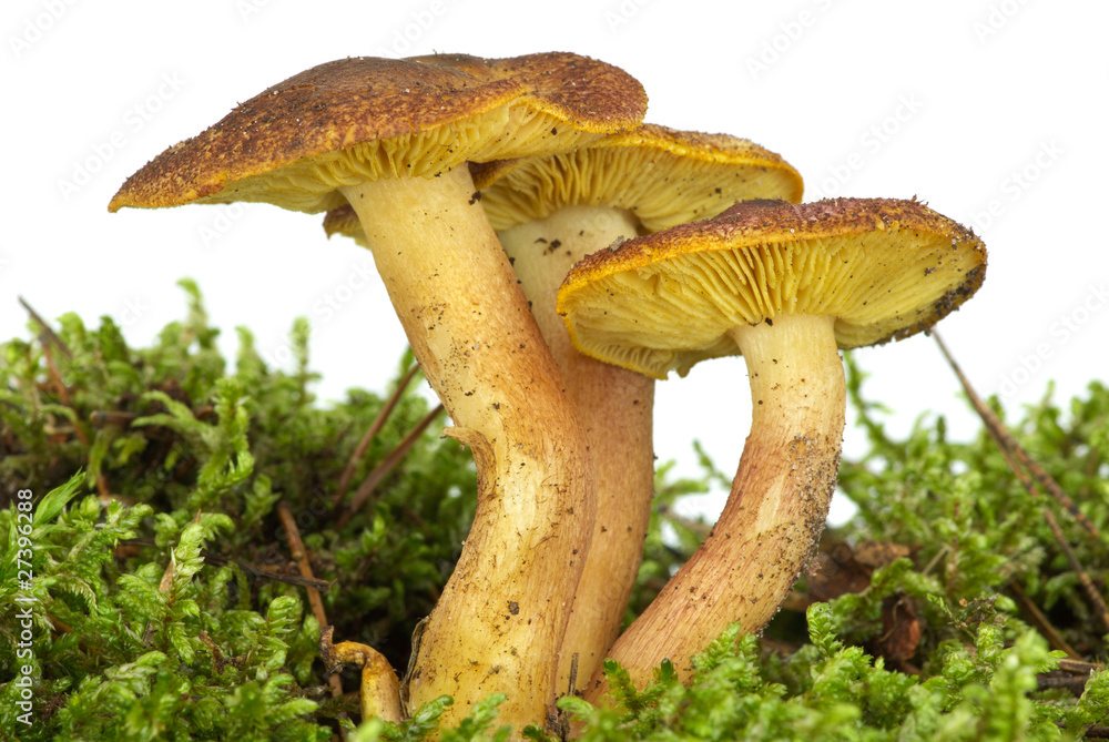 Poisonous agaric (Hypholoma fasciculare) on the green moss Poisonous agaric (Hypholoma fasciculare) on the green moss