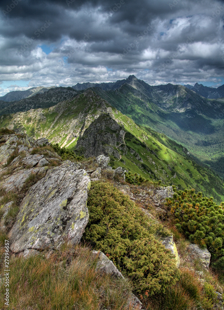 Fototapeta premium tatry goryczkowa