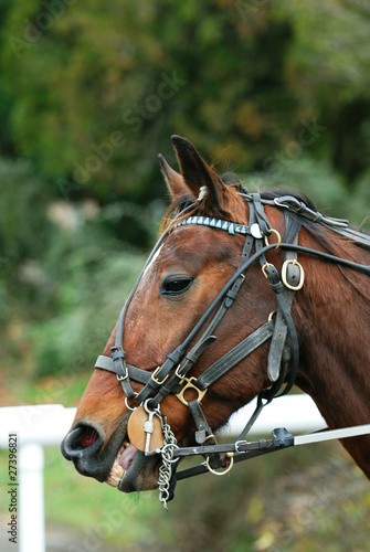 cheval trotteur © beatrice prève