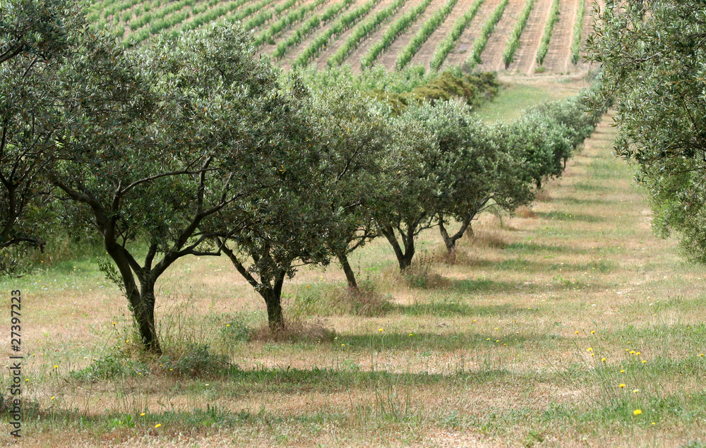 Fototapeta premium Champ d'oliviers