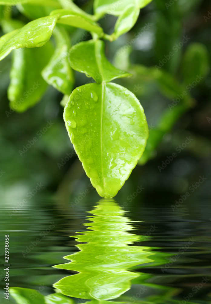 feuille de citrus hystrix, combava feuille de citrus hystrix, combava