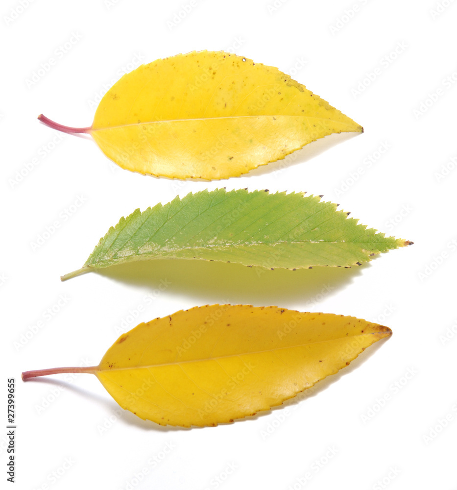Naklejka premium Leaves on a white background