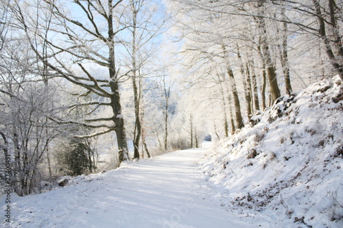 Wallpaper Mural Winterwald 2 Torontodigital.ca