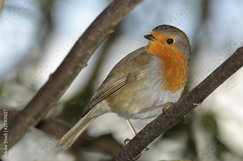 red robin on diagonal perch