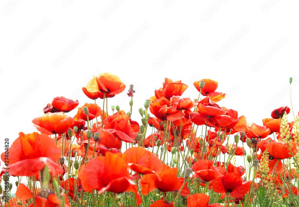 Obraz premium Red poppies