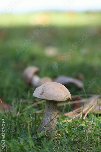 Close up of a wild mushroom