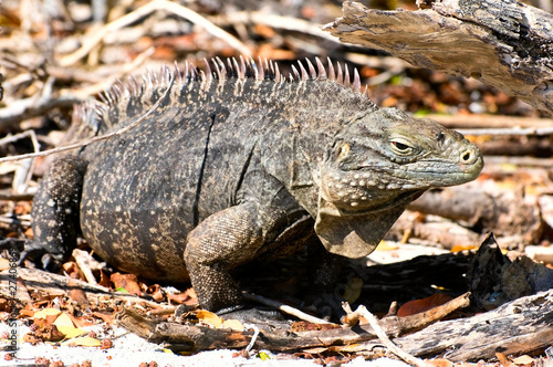 wild  iguana