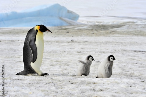 Emperor Penguin