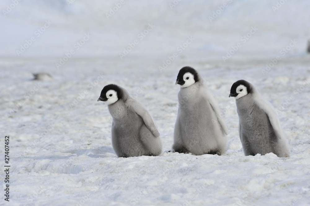 Fototapeta premium Emperor Penguin