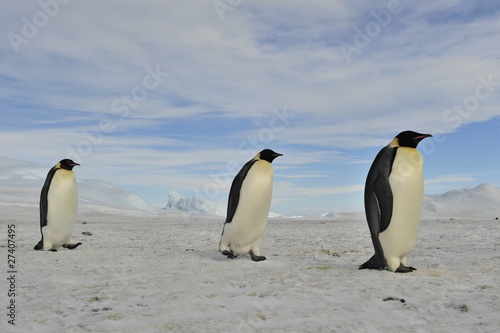 Emperor Penguin © Silver