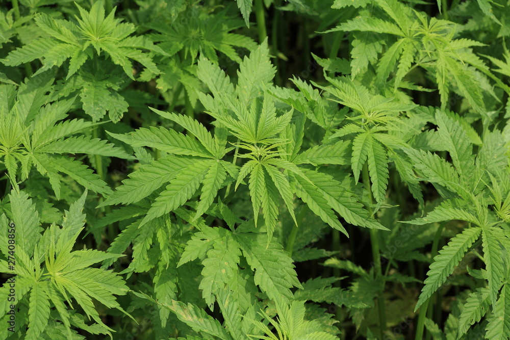 大麻草 Stock Photo Adobe Stock