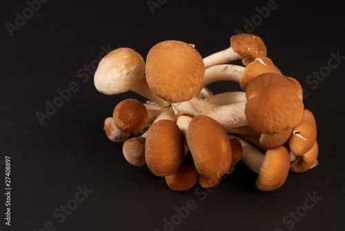 Black popplar mushroom