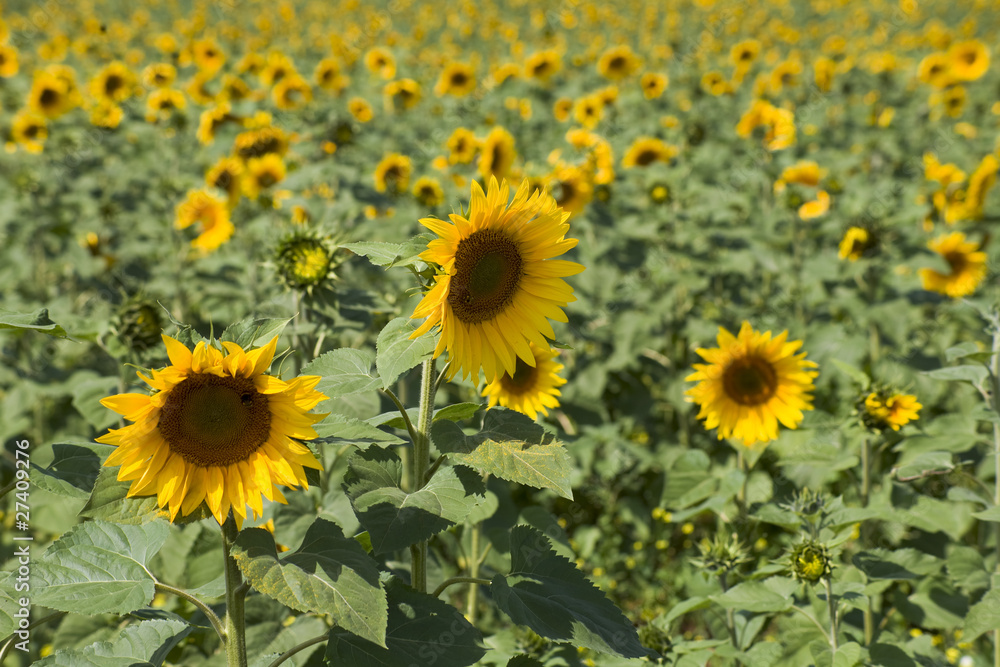 Yellow-Green