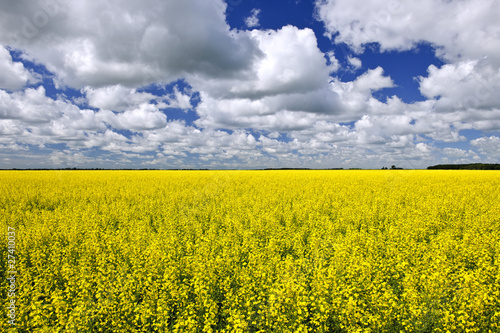 Canola field photo