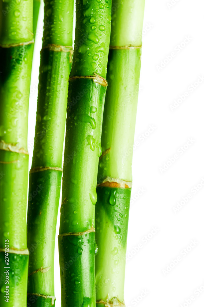 Obraz premium Bamboo