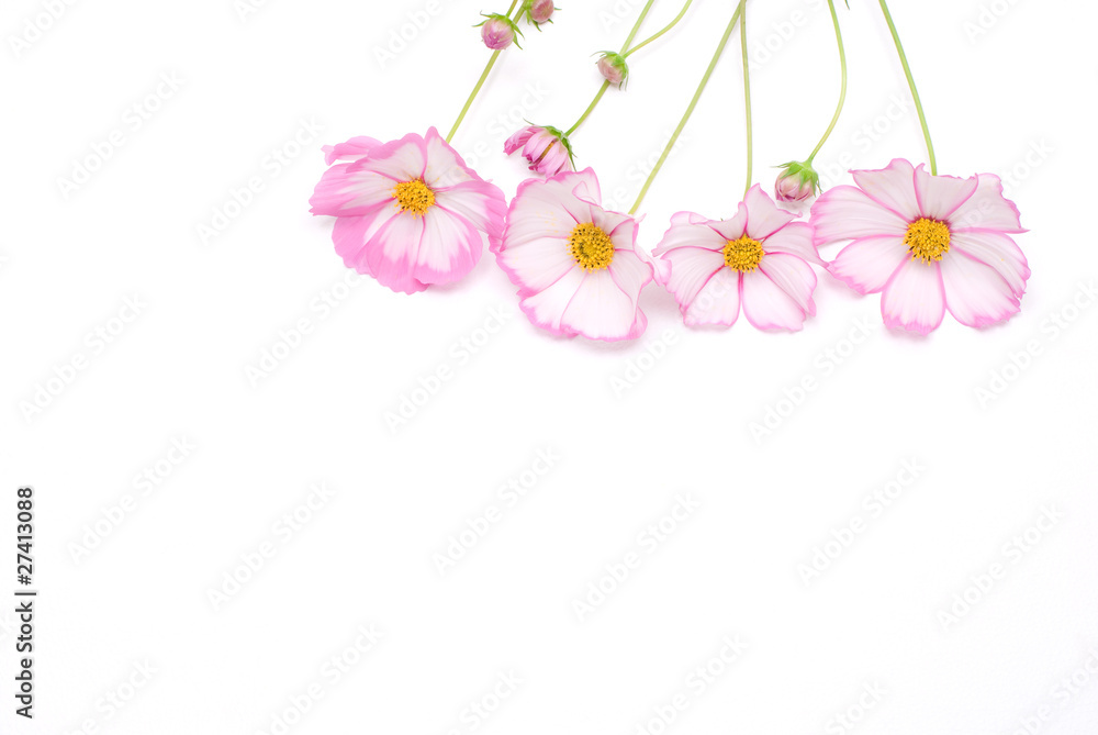 ピンクのコスモスの切花