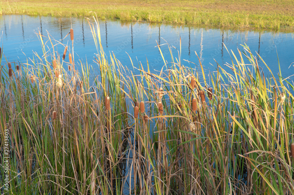 cattails and reed