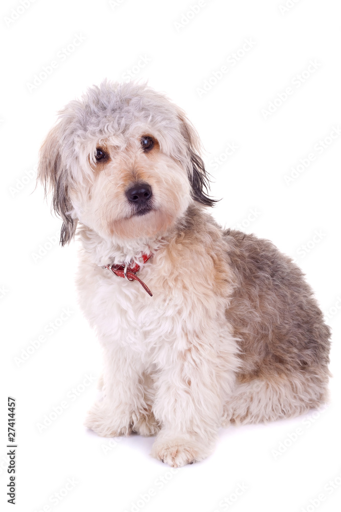 above view of a bearded collie