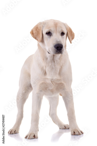 blond young labrador retriever