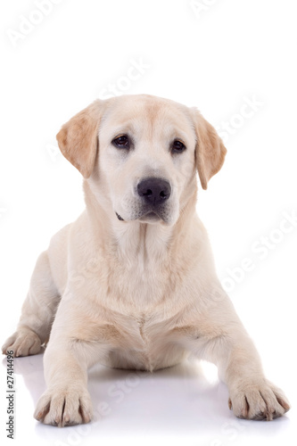 seated Puppy Labrador