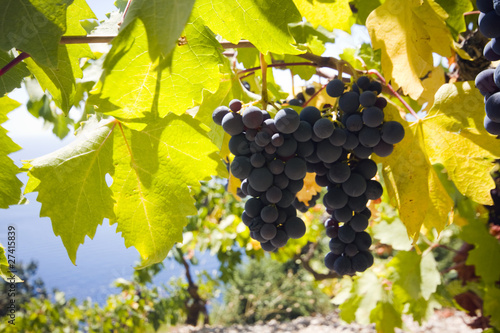 grape bunch, sea in background