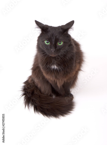 Wallpaper Mural Angry black cat with beautiful green eyes isolated on white back Torontodigital.ca