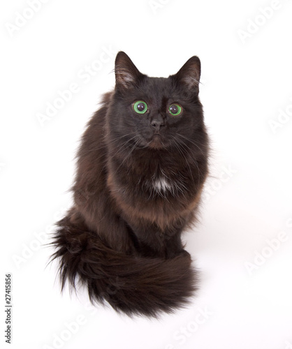 Wallpaper Mural Black cat with beautiful green eyes isolated on white background Torontodigital.ca