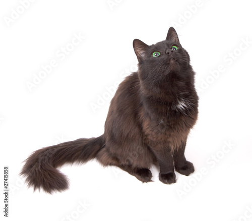 Wallpaper Mural Black cat with beautiful green eyes isolated on white background Torontodigital.ca