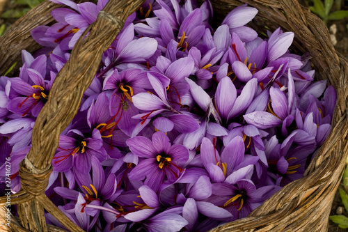 cesta piena di fiori di zafferano
