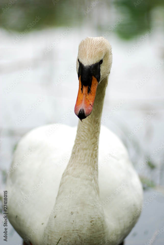 Obraz premium Schwanenporträt