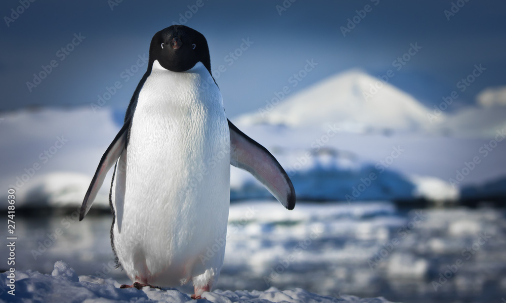 Fototapeta premium black and white penguin