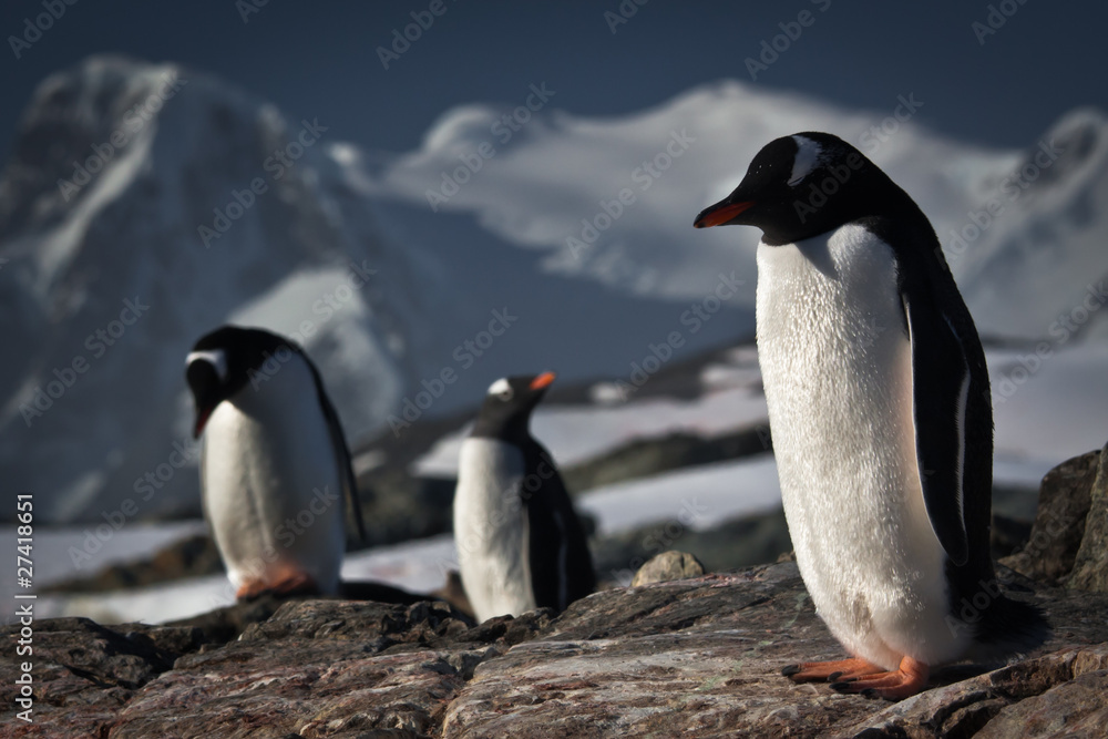 Obraz premium Three penguins