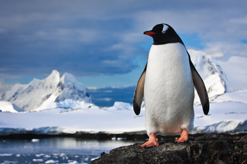 Fotobehang Zuidpoolgebied Pinguïn op ruige rotsen  © Goinyk