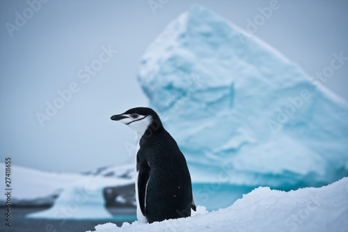 black and white penguin