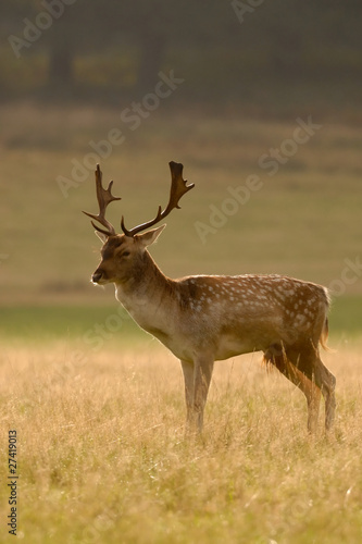 Fallow Deer buck in golden backlight © Martin Pateman-Lewis