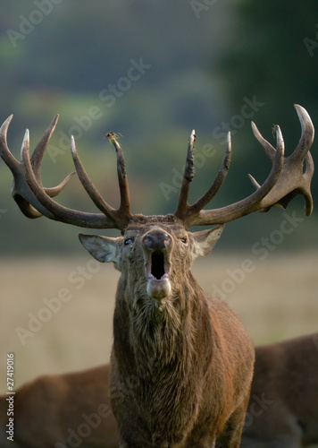 Red Deer stag belowing